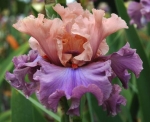 Балерина Квин, Balerina Queen Blyth 2008