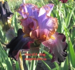 Ван оф Э Кайнд, One of A Kind Black 2010