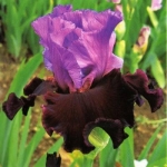 Итэлиен Велвит, Italian Velvet  Keppel 2006