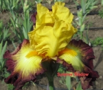 Самме  Шандоу, Summer  Shadow Keppel 2011