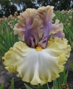 Калэрейбл, Colourable Blyth 2008