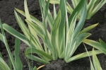 Вариегатед Вонде, Variegated Wonder Black 2014