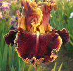 Вулканик Глоу, Volcanic Glow Keppel 2012