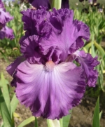 Рашен Вайолет, Russian Violet Keppel 2010