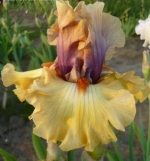 Десерт Мос, Desert Moth Keppel 2012