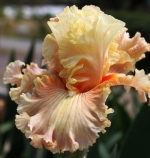 Австралиан Роуз, Australian Rose Sutton 2010