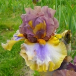 Карибик, Karibik Mego 2011