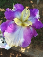 Вичита  Фалс, Wichita Falls