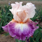Рози Оутлук, Rosy Outlook Sutton 2019