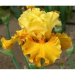 Баттэрскотч  Блисс, Butterscotch  Bliss Black 2020